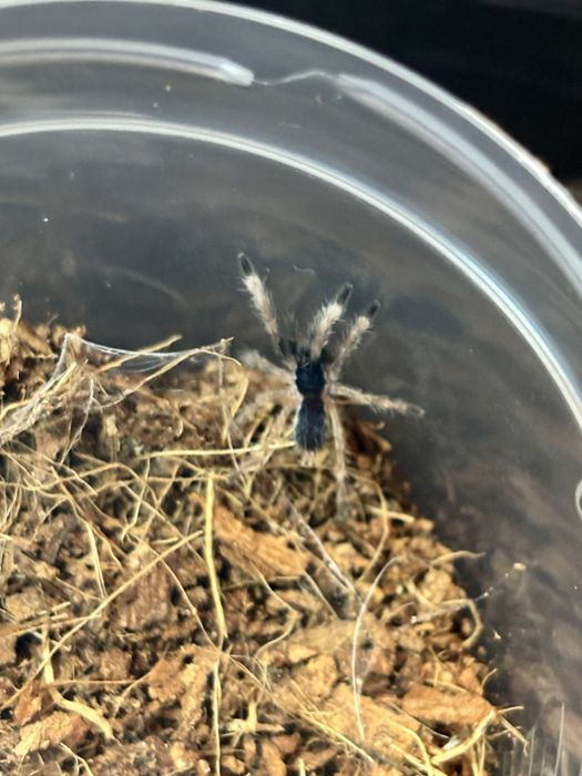 Neoholothele incei classic L2