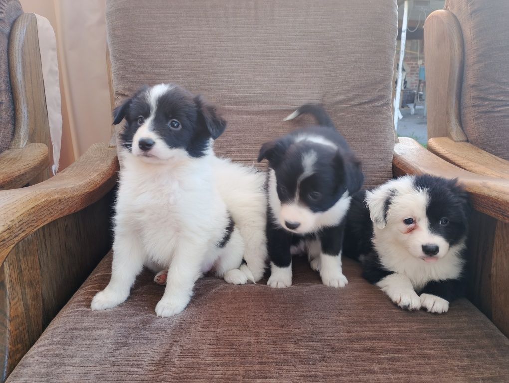 Border collie suczka