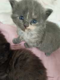 Koteczka syberyjska.Niebieska błękitne oczka