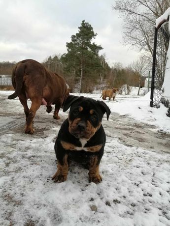 American pitbull terier