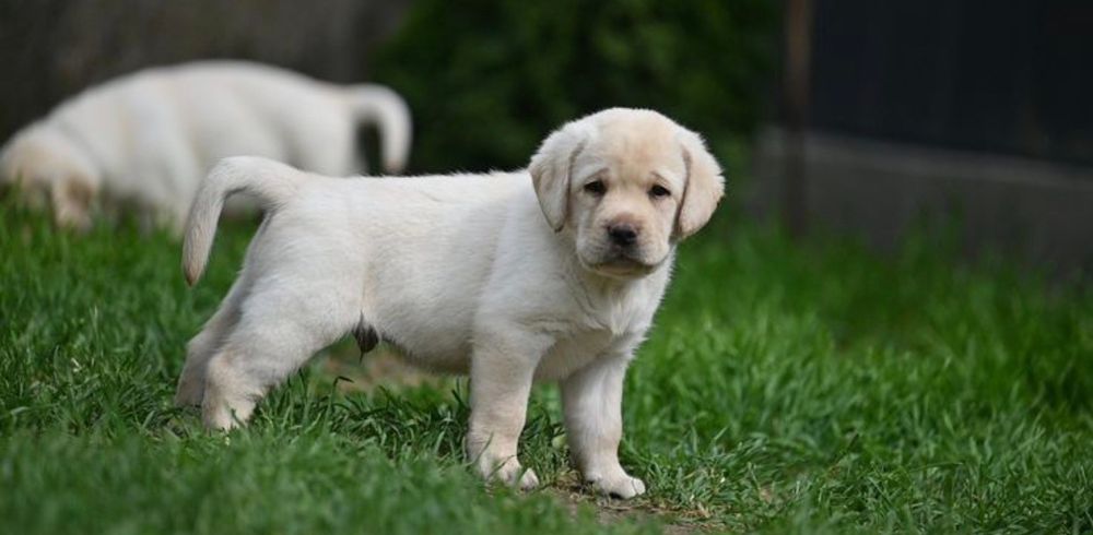 Лабрадори Белая девочка Лабрадор Ретривер Доставка за границу
