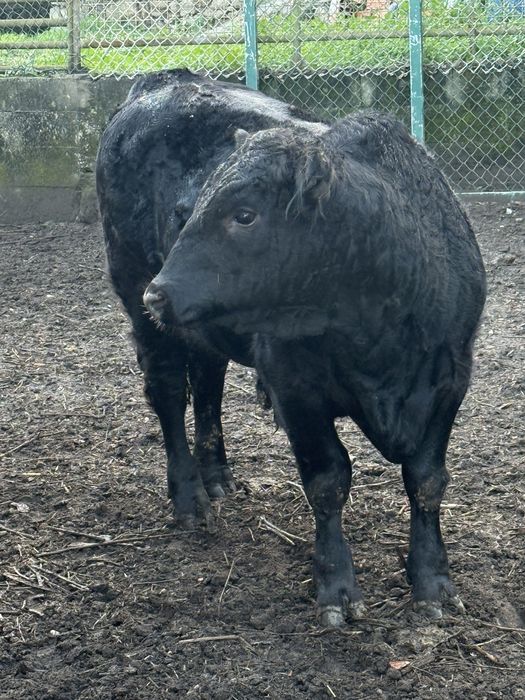 Touro angus puro com 17 meses