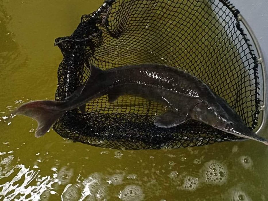 Karp amur szczupak pstrąg sum sandacz Jesiotr węgorz