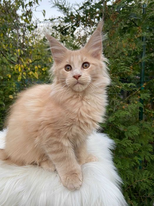 Супер кошеня, лагідний хлопчик з полілапками, мейн кун 3 місяця