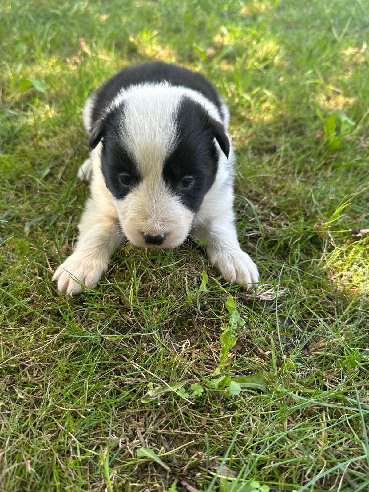 Border Collie ur. 09.06.2025 r.