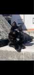 Gato preto macho 1 ano