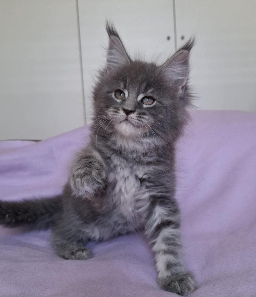Niebieski kocurek Maine Coon