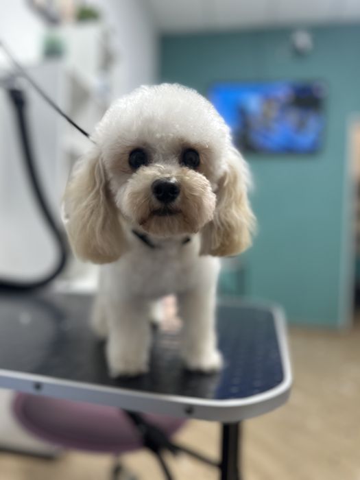 Груминг,грумінг,грумер,стрижка собак и кошек