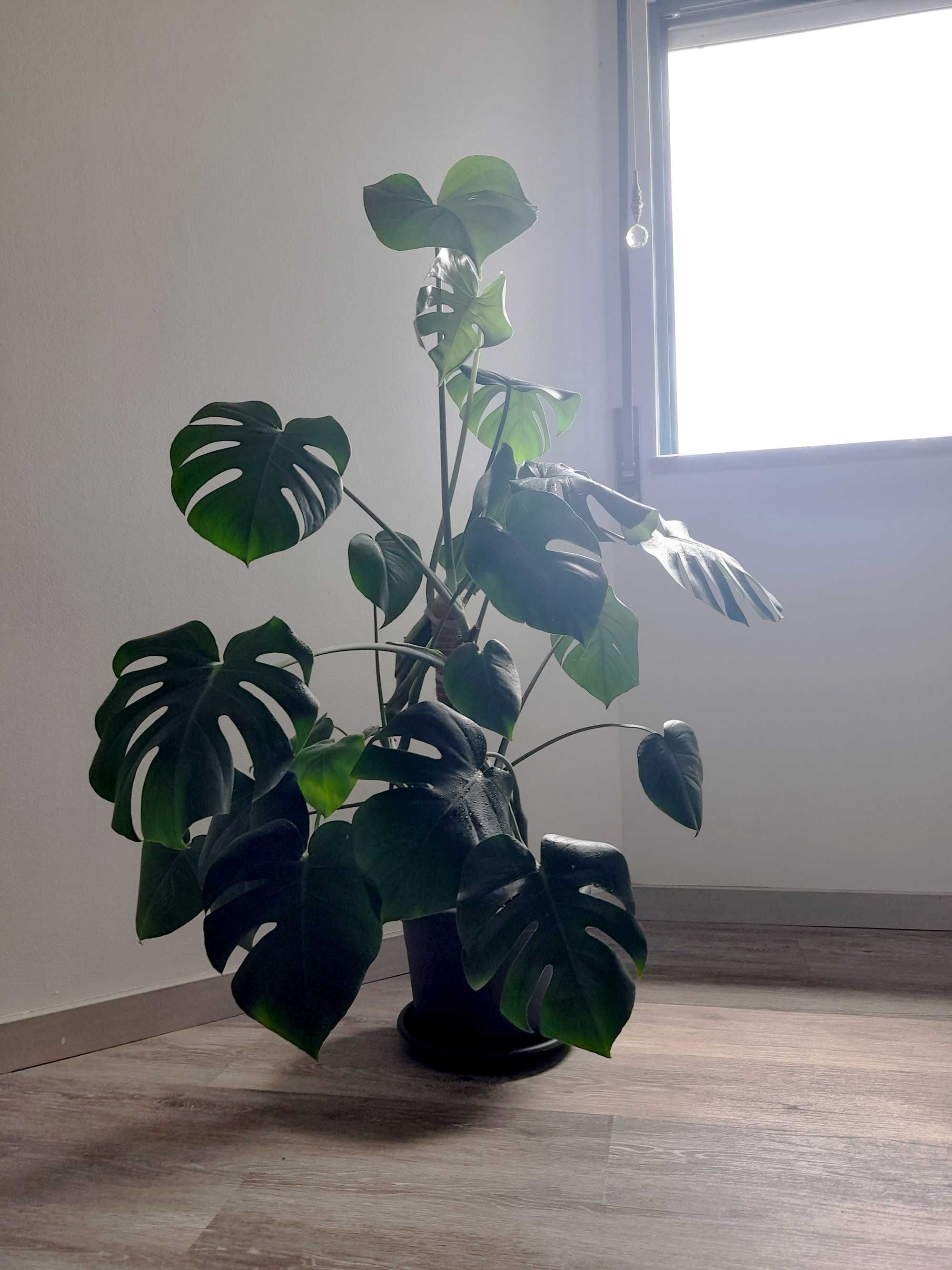 Monstera deliciosa / Costela de Adão / Planta natural