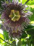 Plantas de Maracujá Azul « Passiflora » Híbrido .