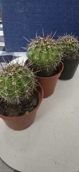 Kaktus Echinopsis 8 CM