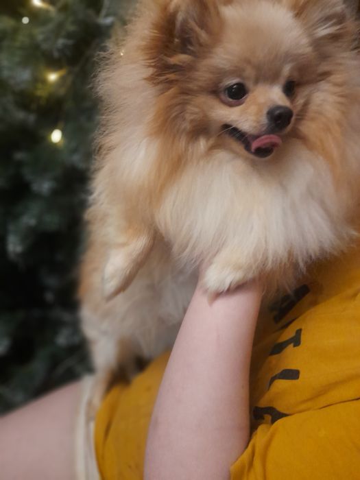 Шпиц мальчишка  лайт оранж