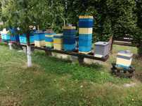 Rodziny pszczele w ulu mini plus 6 ramkowy