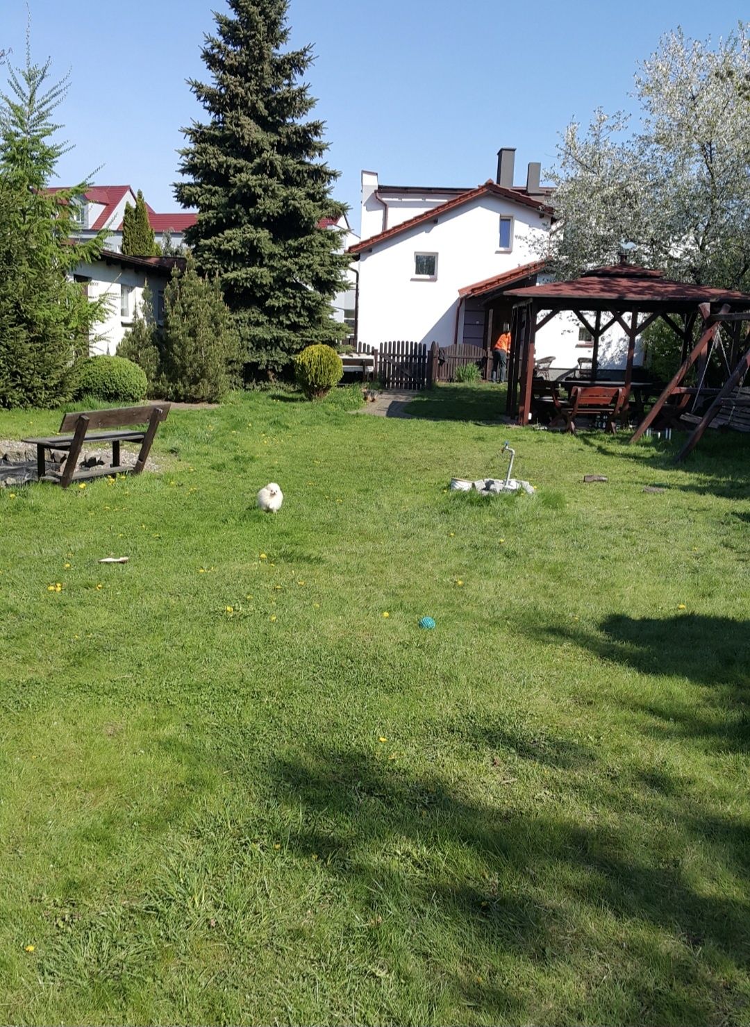 Domowy hotel dla psów
