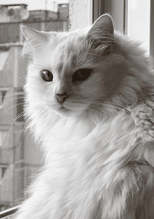 Отдам кошечку 4 года