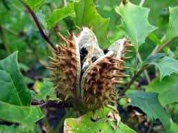 Bieluń dziędzierzawa nasiona, datura stramonium 10 zł za 100 nasion