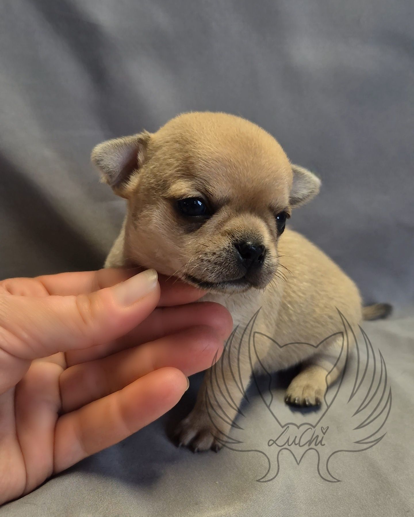 Prześliczny biszkoptowy piesek chihuahua