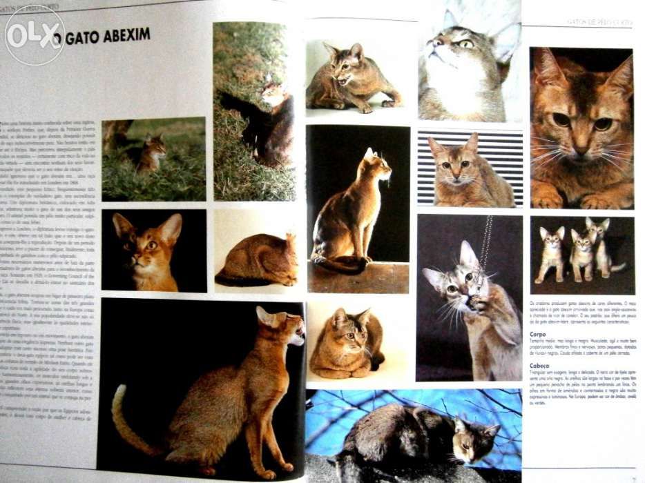 Os Gatos Em 1000 Imagens