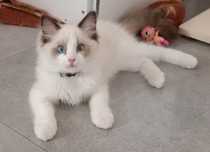 Kotka Bambi Ragdoll Bicolour Fife
