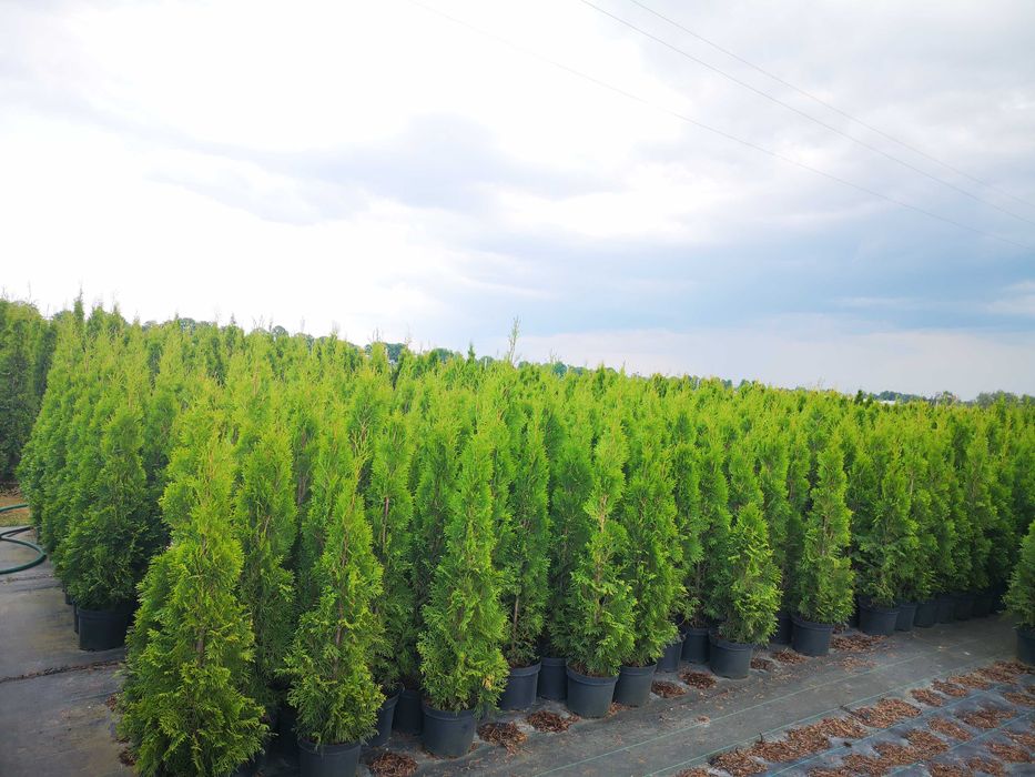 Tuje szmaragd, wycinane