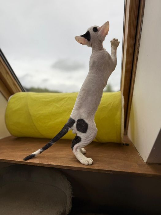 Zion King Line - Devon Rex - chlopiec wybitne ucho i glowa
