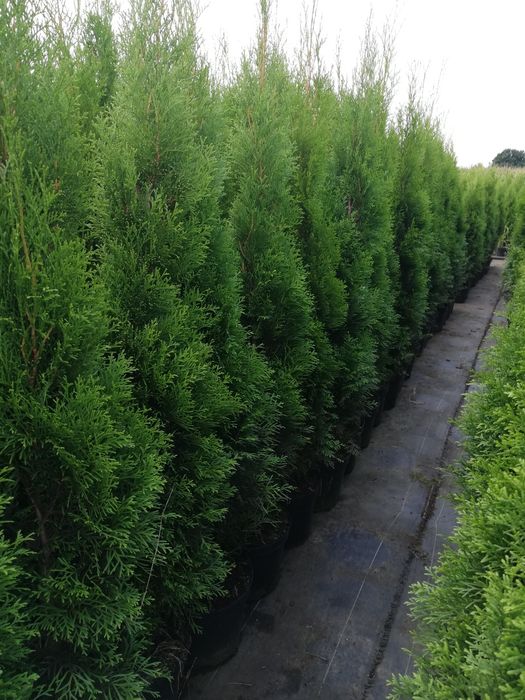 Tuja Thuja szmaragd 100cm Transport