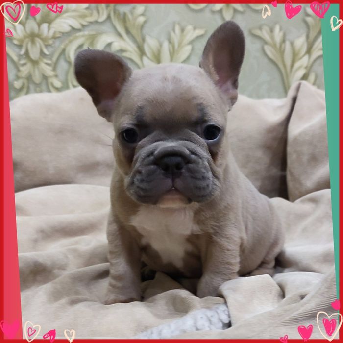 Гарненький міні цуцик