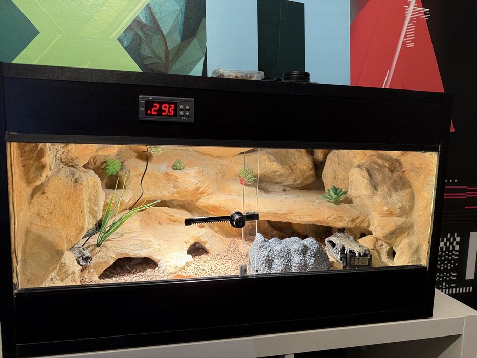 Terrarium wraz z mlodym gekonem