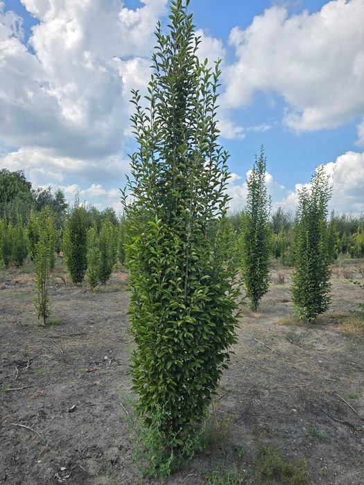 Grab kolumnowy fastigiata 350/400 cm - dostawa cała Polska.