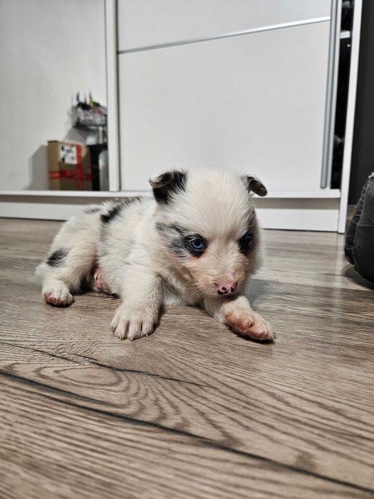 Suczka Border Collie