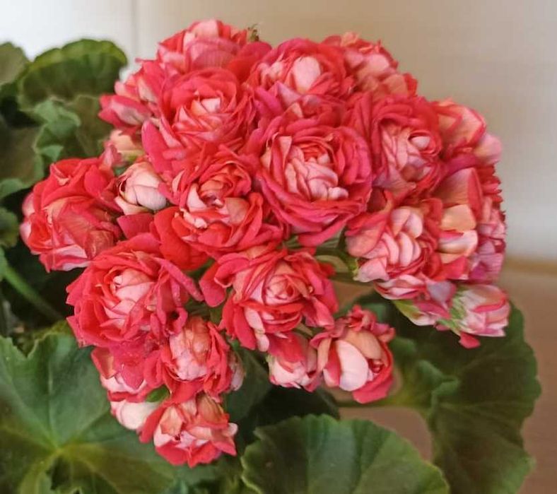 Пропоную розебудний сорт пеларгонії ТА-історія любові