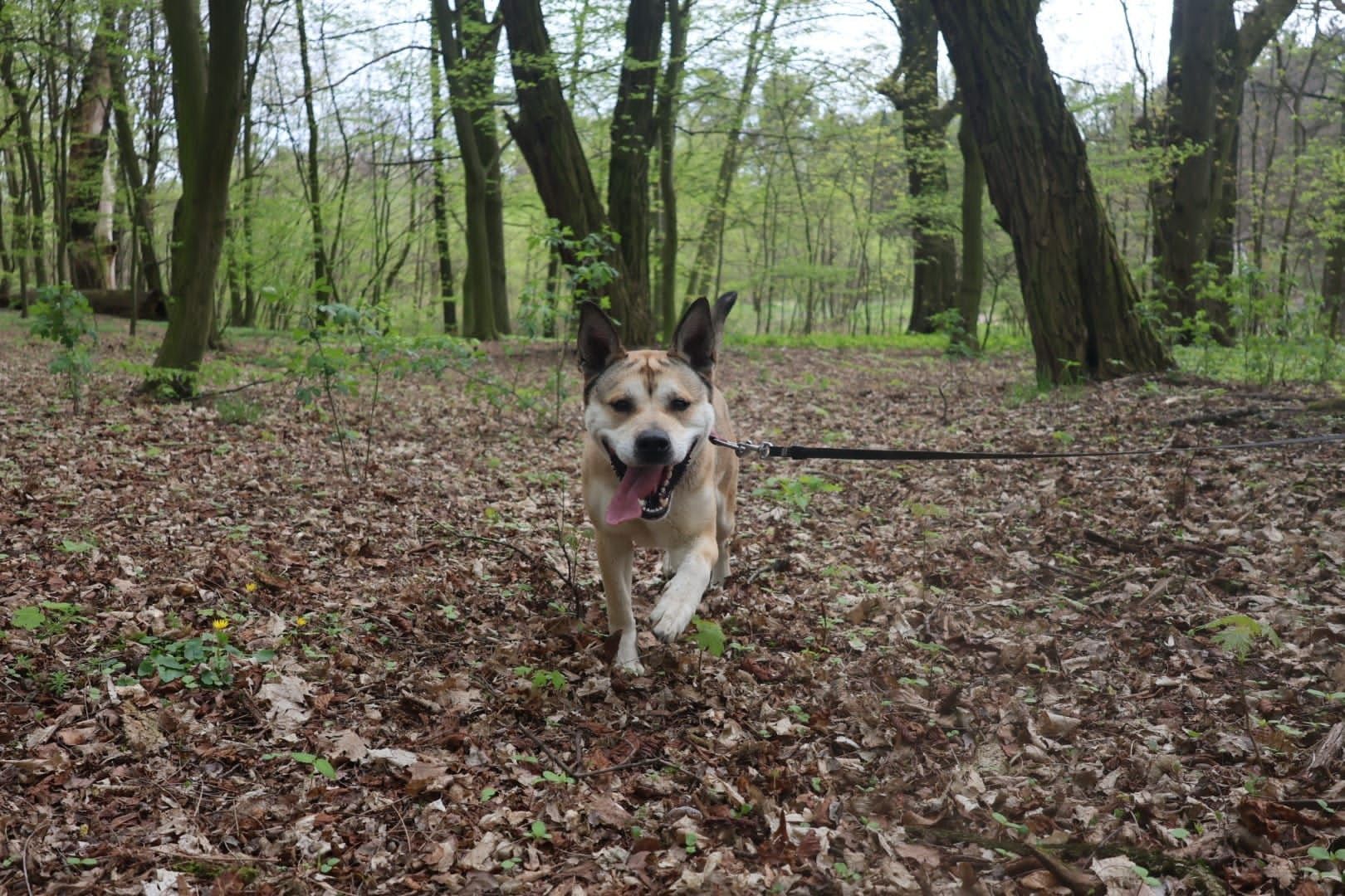 Rachel do bezpłatnej adopcji