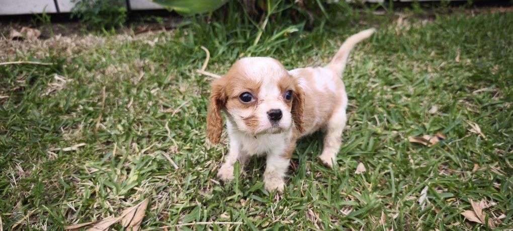 Cavalier King Charles Fêmea criado em ambiente familiar disponível par