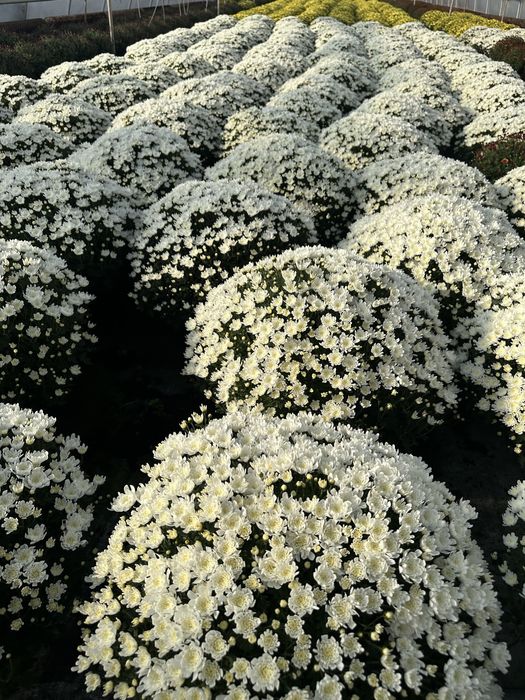 Aktualizacja Zdjęc. Chryzantema Doniczkowa 2025