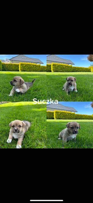 Oddam za darmo- matka jack russell terrier