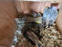 Caturras bebés para acabar de criar