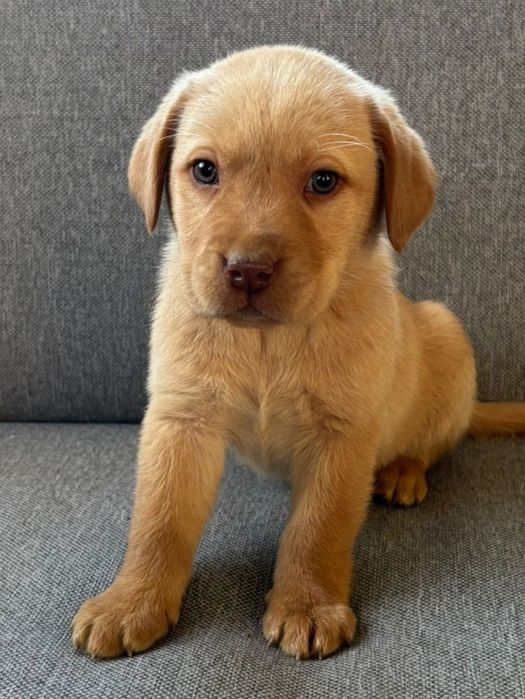 Labrador retriever