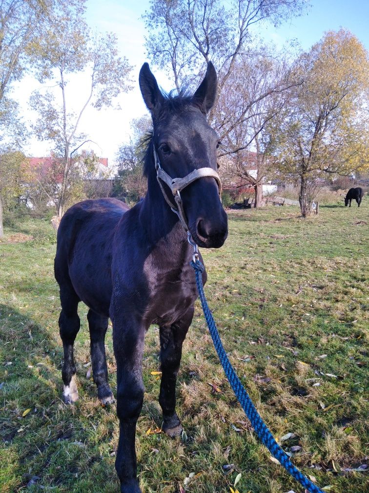 Źrebak ogierek kary