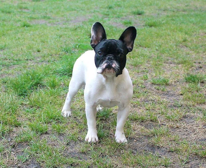 Французький бульдог, хлопчики