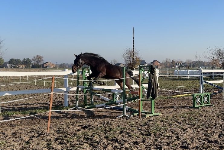 4 letni przyszłościowy wałach