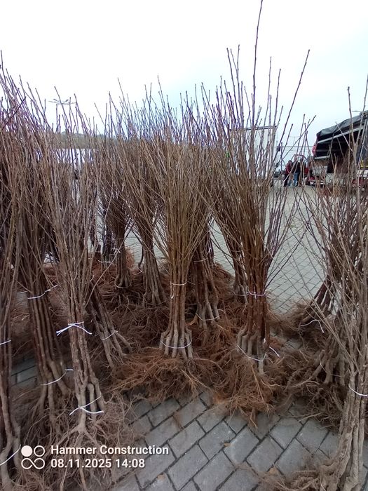 Sprzedam Drzewka Owocowe