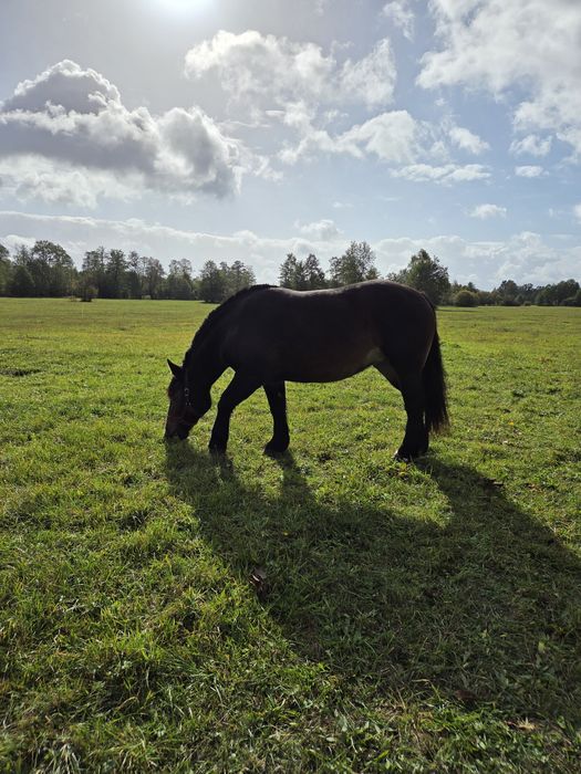 Sprzedam Klacz Zimnokrwistą