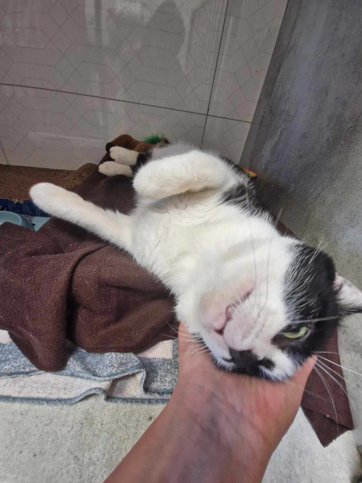 Taki kot jak on to skarb! ADOPTUJ BOBISIA - opiekun małych kotków