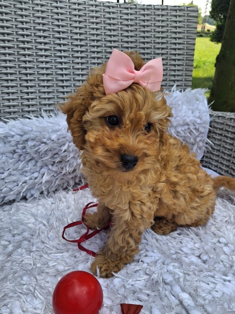 Śliczna suczka Cavapoo