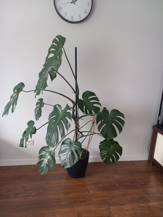 Monstera wys.150 cm