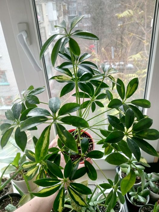 Шеффлера Герда у 12 горщику