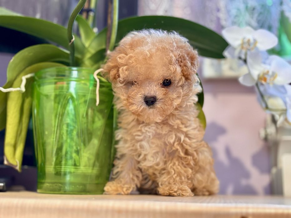 Супер міні цуцик maltipy