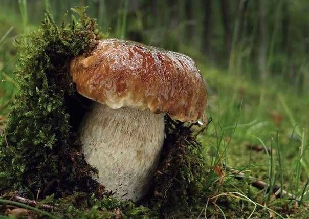 Мицелий белых грибов (живой зерновой и сухой зерновой)