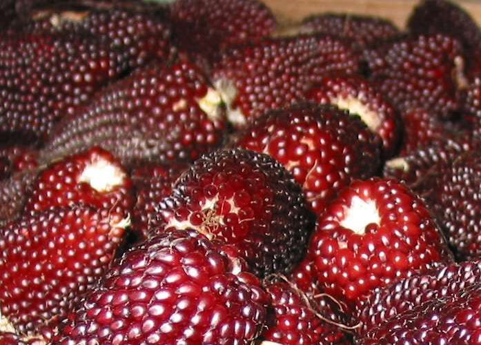 Sementes de Milho Morango (espécie rara)