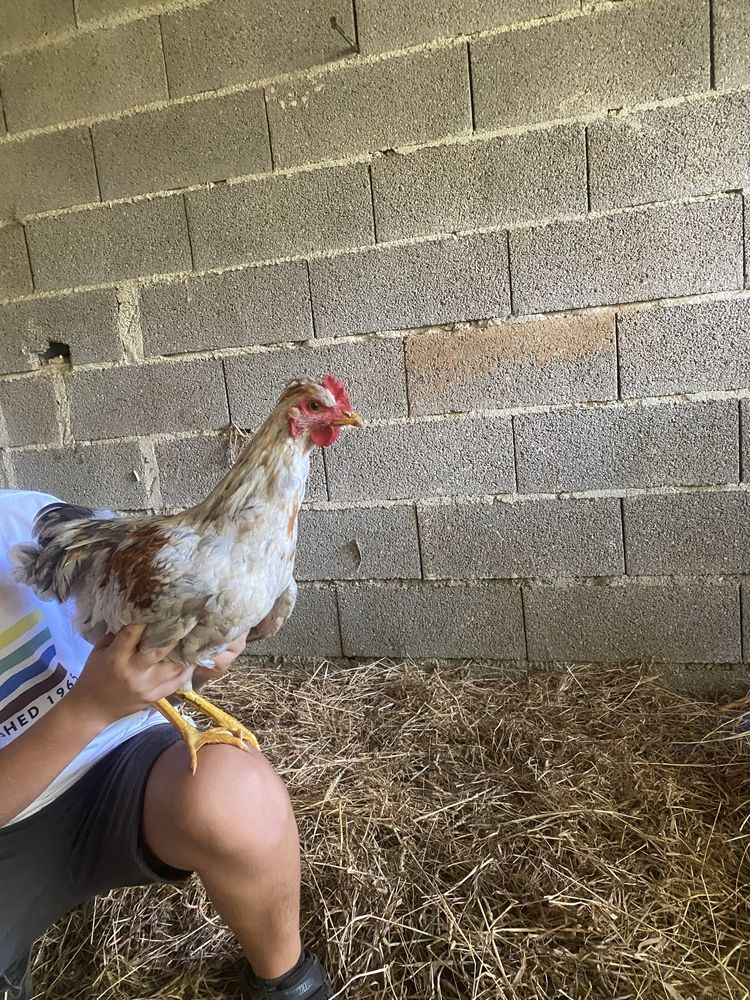 Frango criado ao ar livre.